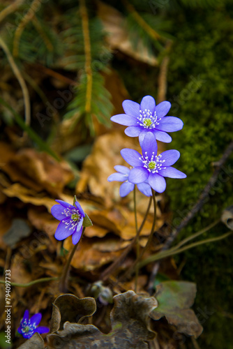 Purple flowers in the morning forest against a background of brown foliage