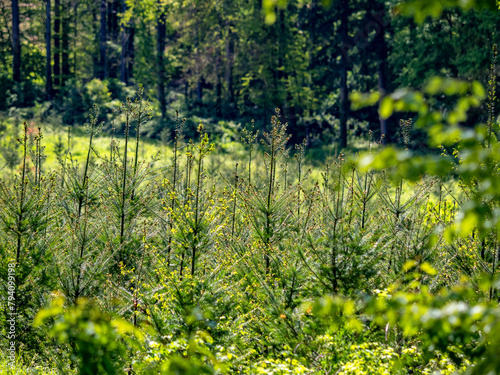 Wiederaufforstung im Mischwald durch anpflanzen von Jungb  umen