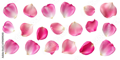 Set of pink rose flowers petals isolated on transparent background