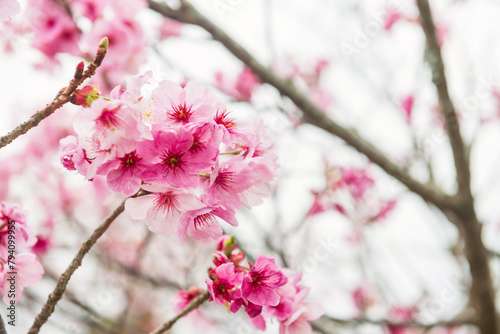 kawazu pink sakura at Issingyo no Oozakura by mt. Aso, Kumamoto