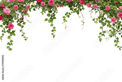 Tropical liana branches, flower and tropical leaves on transparent background, tropical vine hanging ivy plant