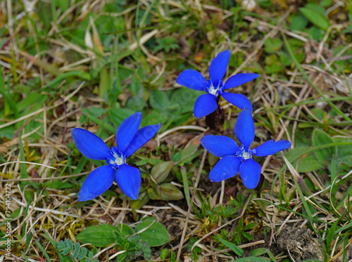 Frühlings-Enzian;  Gentiana verna; spring gentian