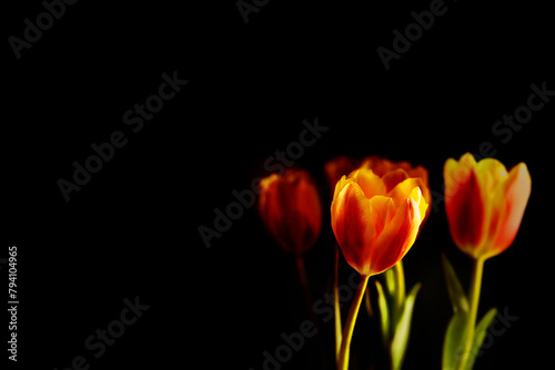 red and yellow tulips on black background