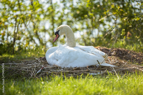 view of a white swan's nest in spring © AUFORT Jérome