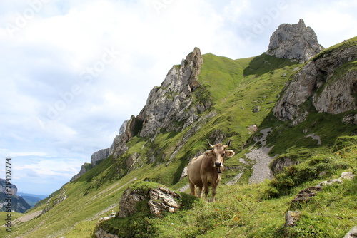 Cow with horns looking curious in Alpstein Switzerland. Wanderlust. Appenzellerland. Mountainview in the back. photo