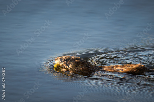 A muskrat swims in the calm water with sky reflection perpendicular to the camera lens on a sunny spring evening. 