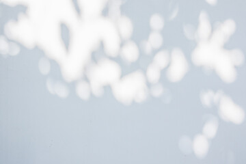 Abstract natural tree leaves shadow on white wall background
