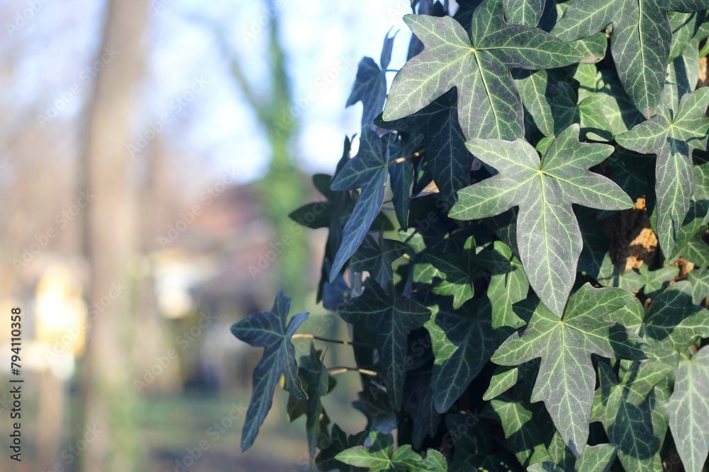 Naklejka premium A fragment of a tree, covered with vines of ivy leaves