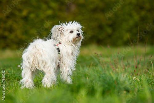 Cute white dog with spring blossomsstanding in a meadow