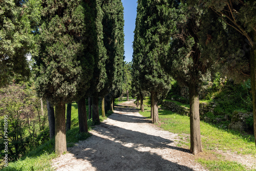 Fototapeta Naklejka Na Ścianę i Meble -  Towering cypress trees alley a serene gravel walkway in Italy, forming a natural corridor that beckons visitors into its verdant embrace