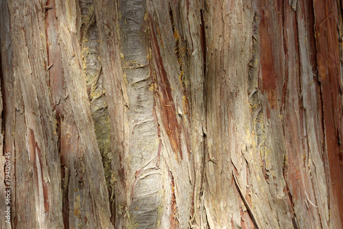  Tree bark Callitropsis nootkatensis, yellow cypress.