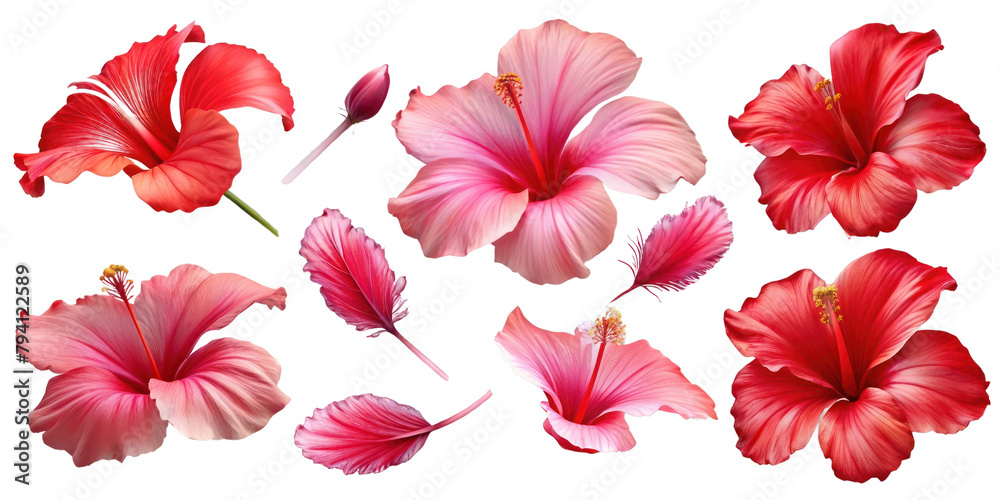 Set of red hibiscus flowers and leaves isolated on transparent background, Elements for design Set of red hibiscus flowers and leaves isolated on transparent background, Elements for design