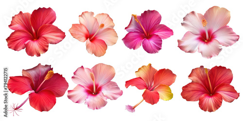 Set of red hibiscus flowers and leaves isolated on transparent background, Elements for design