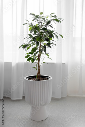 Ficus benjamina in a white pot in the living room. Photo