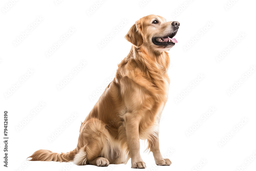 Sitting Golden Retriever Dog - Isolated on White Transparent Background, PNG
