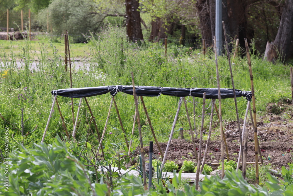 Fototapeta premium Horta