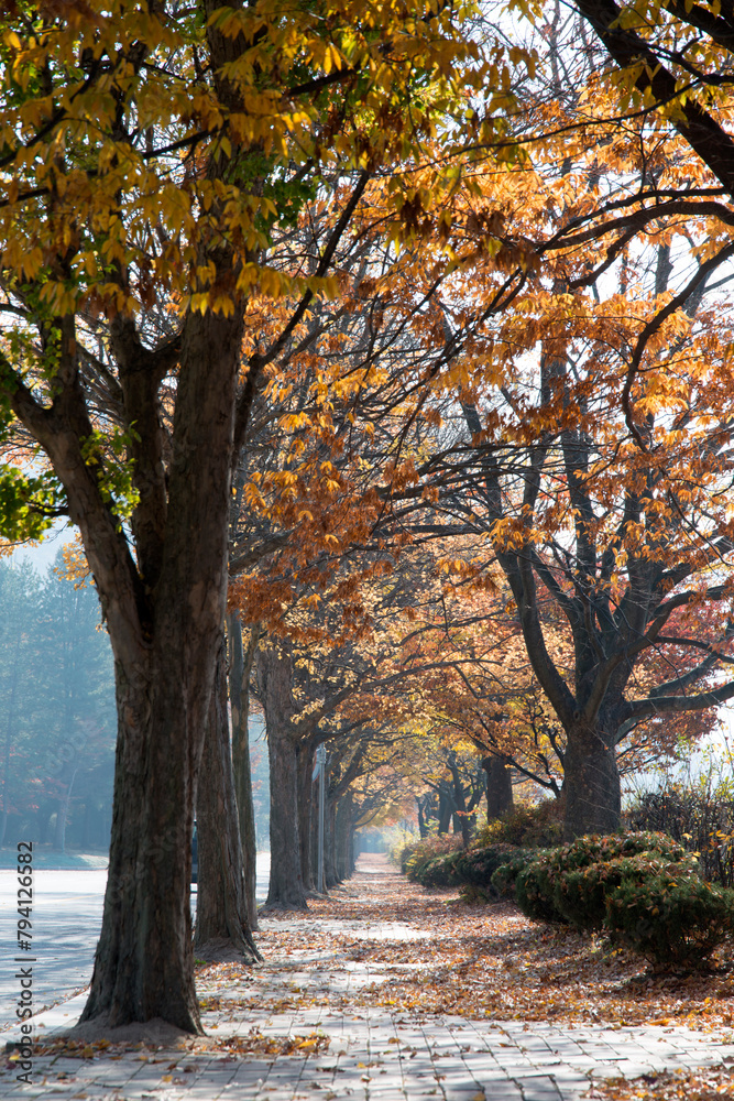 View of the footpath with the autumn trees View of the footpath with the autumn trees