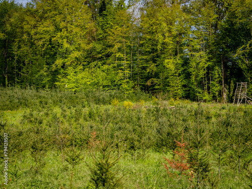 Fototapeta Naklejka Na Ścianę i Meble -  Wiederaufforstung im Mischwald durch anpflanzen von Jungbäumen