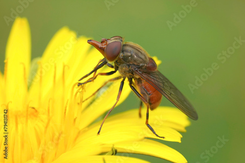 Closeup on a European red snoutfly, Rhingia camestris on a yellow dandelion flower © Henk