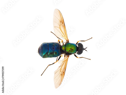 Broad Centurion fly isolated on white background, Chloromyia formosa female
