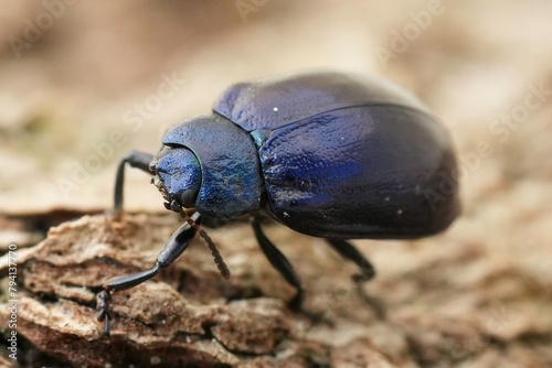 Closeup on a colorful European blue purple leaf beetle, Plagiosterna aenea on wood photo