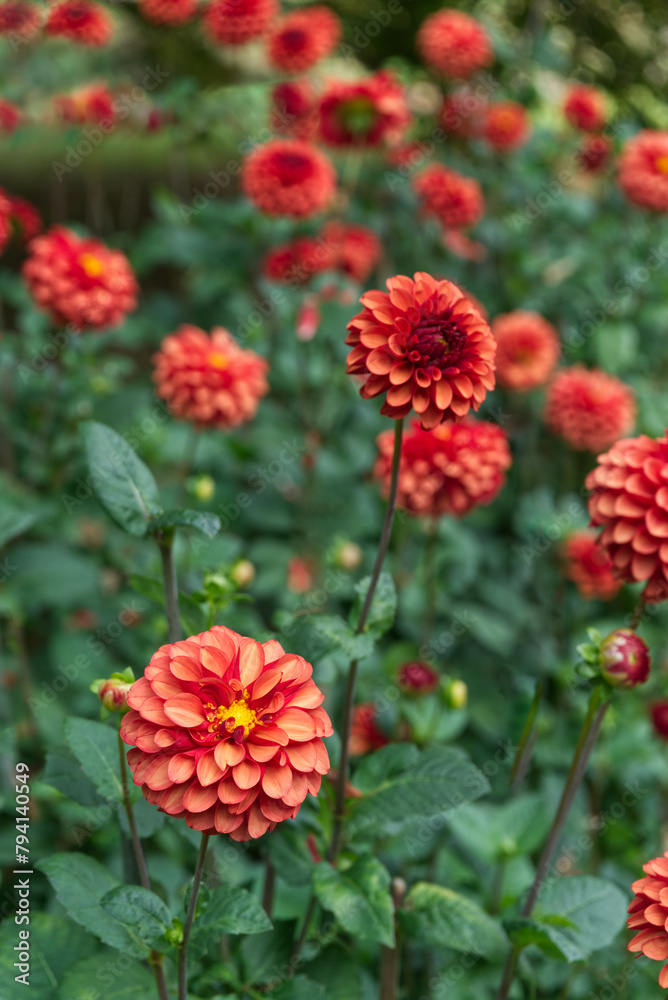 Ball Dahlias Red-orange color