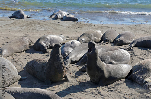 Elephant Seals at Vista Point, California. 