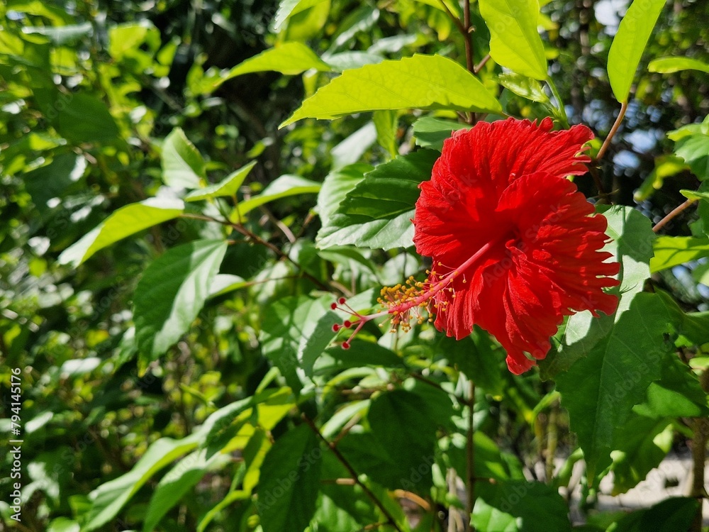 Hibiscus rouge sur fond de feuilles vertes