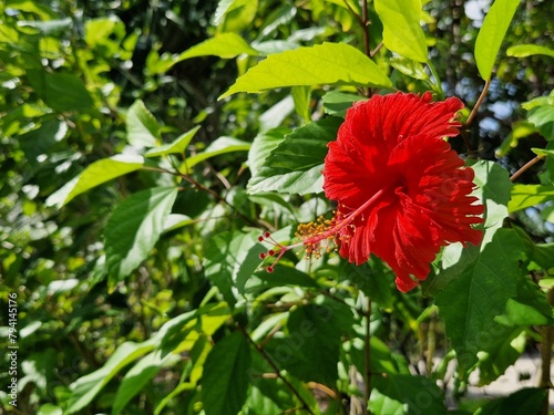 Obraz na płótnie Hibiscus rouge sur fond de feuilles vertes w salonie