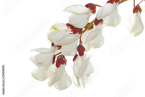 Blossoming acacia with leaves isolated on white background, black locust, Robinia pseudoacacia