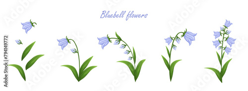 Bluebell flowers set. Floral plants with blue blooms. Botanical vector illustration isolated on white background.