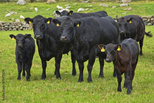 Cattle on a pasture in Norway, Europe
