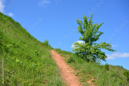 a path is going up the hill with a tree on the side  