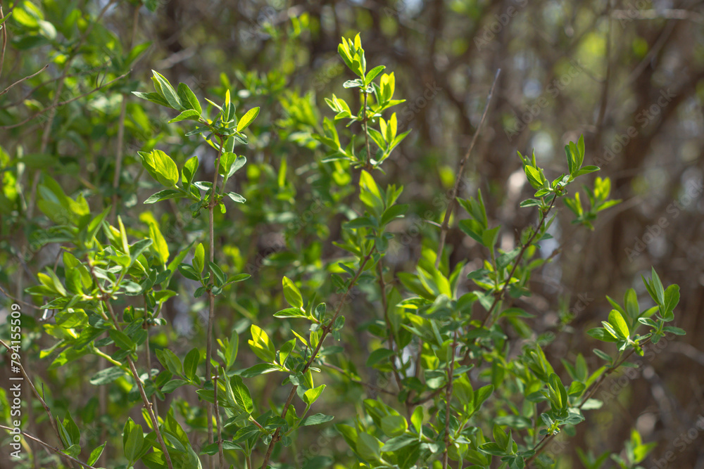 Obraz premium Copy space fresh early spring bloom, spring season background, selective focus image