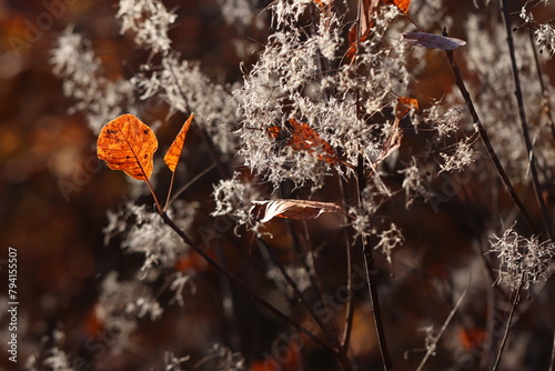 foglie di scotano nel bosco in autunno photo