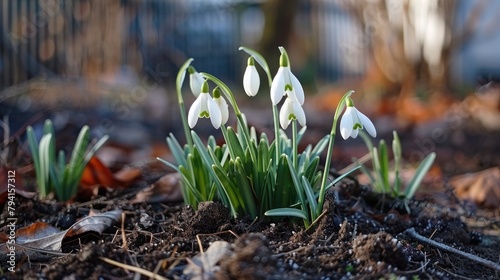 First signs of spring the appearance of white snowdrops in the garden despite the frost photo
