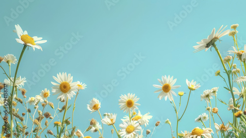 Serene summer scene with blossoming daisies and a vivid blue sky © Michael