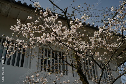 Wallpaper Mural Inuyama Castle Aichi Japan March 2024 犬山城 Torontodigital.ca