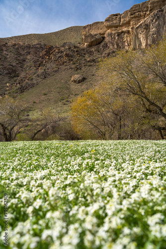 white blooming fields of flowers in the canyon