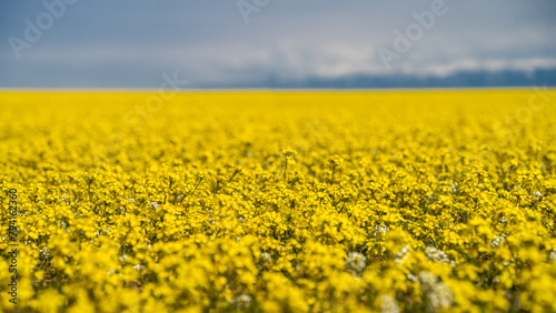 blooming yellow flower fields. blooming steppe