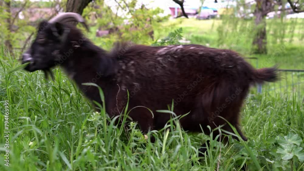 Black goats on pasture. Close-up of domestic animals eating grass. Black goats on pasture. Close-up of domestic animals eating grass.