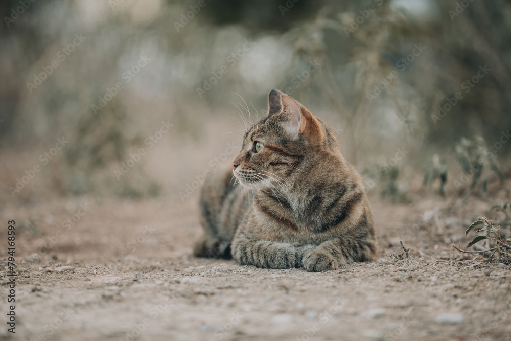 Portrait of Aegean Stray gray cat lying outdoors in Greece Portrait of Aegean Stray gray cat lying outdoors in Greece
