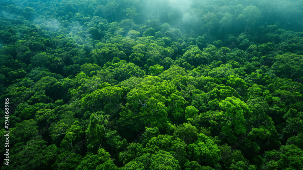A lush green forest with a thick canopy of trees A lush green forest with a thick canopy of trees