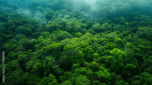 A lush green forest with a thick canopy of trees