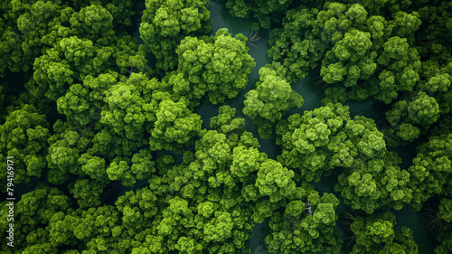 A lush green forest with trees of various sizes and shapes © CtrlN