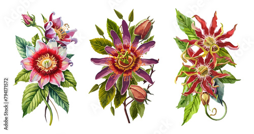 Sey of Passion Flowers watercolor painting. Vector colorful illustrations isolated on transparent background. Floral design for greeting card, invitation, wall art.
