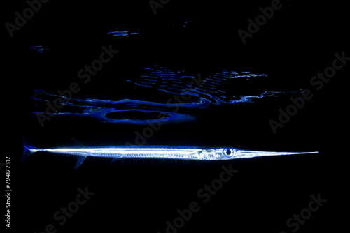 Pez aguja por la noche reflejado en la superficie del mar photo