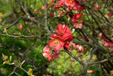 Flowering chenomeles californica in the botanical garden, red flowers, Japanese quince