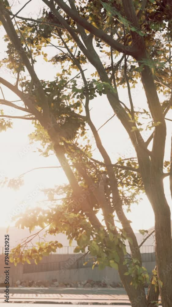 The warm morning sun dramatically casting intense rays through a large tree The warm morning sun dramatically casting intense rays through a large tree