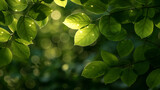 A leafy green tree with a bright sun shining on it